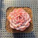 Echeveria 'Amazing Grace' 2" Changhee Hybrid Succulent Plant Cutting