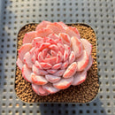 Echeveria 'Amazing Grace' 2" Changhee Hybrid Succulent Plant Cutting