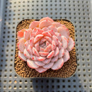 Echeveria 'Amazing Grace' 2" Changhee Hybrid Succulent Plant Cutting