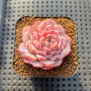 Echeveria 'Amazing Grace' 2" Changhee Hybrid Succulent Plant Cutting