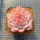 Echeveria 'Amazing Grace' 2" Changhee Hybrid Succulent Plant Cutting