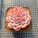 Echeveria 'Amazing Grace' 2" Changhee Hybrid Succulent Plant Cutting