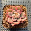 Echeveria 'Pink Champaign' Variegated 2" *Slight Blemish* Succulent Plant Cutting
