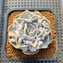 Echeveria 'Thriller Pearl' 2" Succulent Plant Cutting