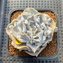 Echeveria 'Thriller Pearl' 2" Succulent Plant Cutting