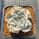 Echeveria 'Thriller Pearl' 2" Succulent Plant Cutting