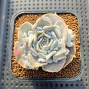 Echeveria 'Thriller Pearl' 2" Succulent Plant Cutting