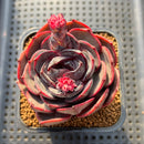 Echeveria 'Melodious' Round-Leaf 2" Succulent Plant Cutting