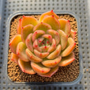Echeveria 'Biella' 2"-3" Succulent Plant Cutting