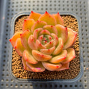 Echeveria 'Biella' 2"-3" Succulent Plant Cutting