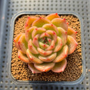 Echeveria 'Biella' 2"-3" Succulent Plant Cutting