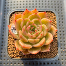 Echeveria 'Biella' 2"-3" Succulent Plant Cutting