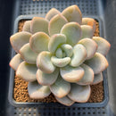 Graptoveria 'Queens Bowl' 4" Succulent Plant Cutting