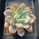 Graptoveria 'Queens Bowl' 4" Succulent Plant Cutting