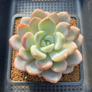 Graptoveria 'Queens Bowl' 4" Succulent Plant Cutting