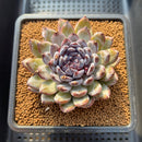 Echeveria 'Gemstone' 3" Succulent Plant Cutting