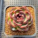 Echeveria 'Purple Candy' 2" Succulent Plant Cutting