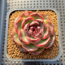 Echeveria 'Purple Candy' 2" Succulent Plant Cutting
