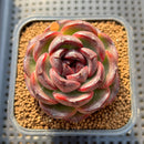 Echeveria 'Purple Candy' 2" Succulent Plant Cutting