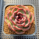 Echeveria 'Purple Candy' 2" Succulent Plant Cutting