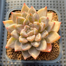 Echeveria Tolimanensis Hybrid 2" Succulent Plant Cutting