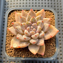 Echeveria Tolimanensis Hybrid 2" Succulent Plant Cutting
