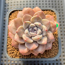 Graptoveria 'Highstone' 2" Succulent Plant Cutting