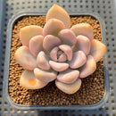 Graptoveria 'Opalina' Variegated 2"-3" Succulent Plant Cutting