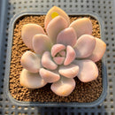 Graptoveria 'Opalina' Variegated 2"-3" Succulent Plant Cutting