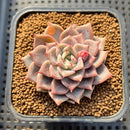 Echeveria 'A-Pink' 2" Succulent Plant Cutting