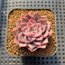 Echeveria 'A-Pink' 2" Succulent Plant Cutting