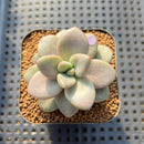 Graptoveria 'Miguem' 2" Succulent Plant Cutting