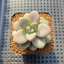 Graptoveria 'Miguem' 2" Succulent Plant Cutting