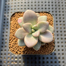 Graptoveria 'Miguem' 2" Succulent Plant Cutting