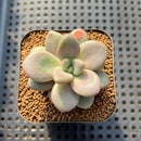 Graptoveria 'Miguem' 2" Succulent Plant Cutting