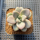 Graptoveria 'Miguem' 2" Succulent Plant Cutting