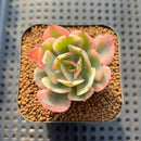 Echeveria 'Secunda' Variegated 2" Succulent Plant Cutting