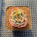 Echeveria 'Secunda' Variegated 2" Succulent Plant Cutting