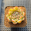 Echeveria 'Snowflake' 2" Succulent Plant Cutting