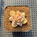 Echeveria 'Wonder' 1" Succulent Plant Cutting