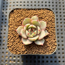 Echeveria 'Ben Badis' Variegated 1" Small Succulent Plant Cutting