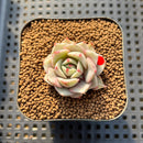 Echeveria 'Ben Badis' Variegated 1" Small Succulent Plant Cutting