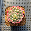 Echeveria 'Navillera' Variegated 2" Succulent Plant Cutting
