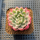 Echeveria 'Navillera' Variegated 2" Succulent Plant Cutting