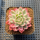 Echeveria 'Navillera' Variegated 2" Succulent Plant Cutting