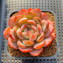 Echeveria 'Starmark' 2"-3" Succulent Plant Cutting