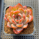 Echeveria 'Starmark' 2"-3" Succulent Plant Cutting