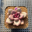 Echeveria 'Mirabelle' 2" Succulent Plant Cutting
