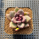 Echeveria 'Mirabelle' 2" Succulent Plant Cutting