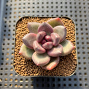 Echeveria 'Mirabelle' 2" Succulent Plant Cutting